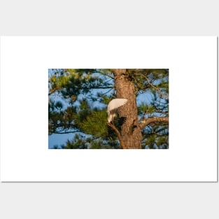 Great egret Posters and Art